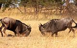 TANZANIA - Serengeti National Park - Lobo - 38